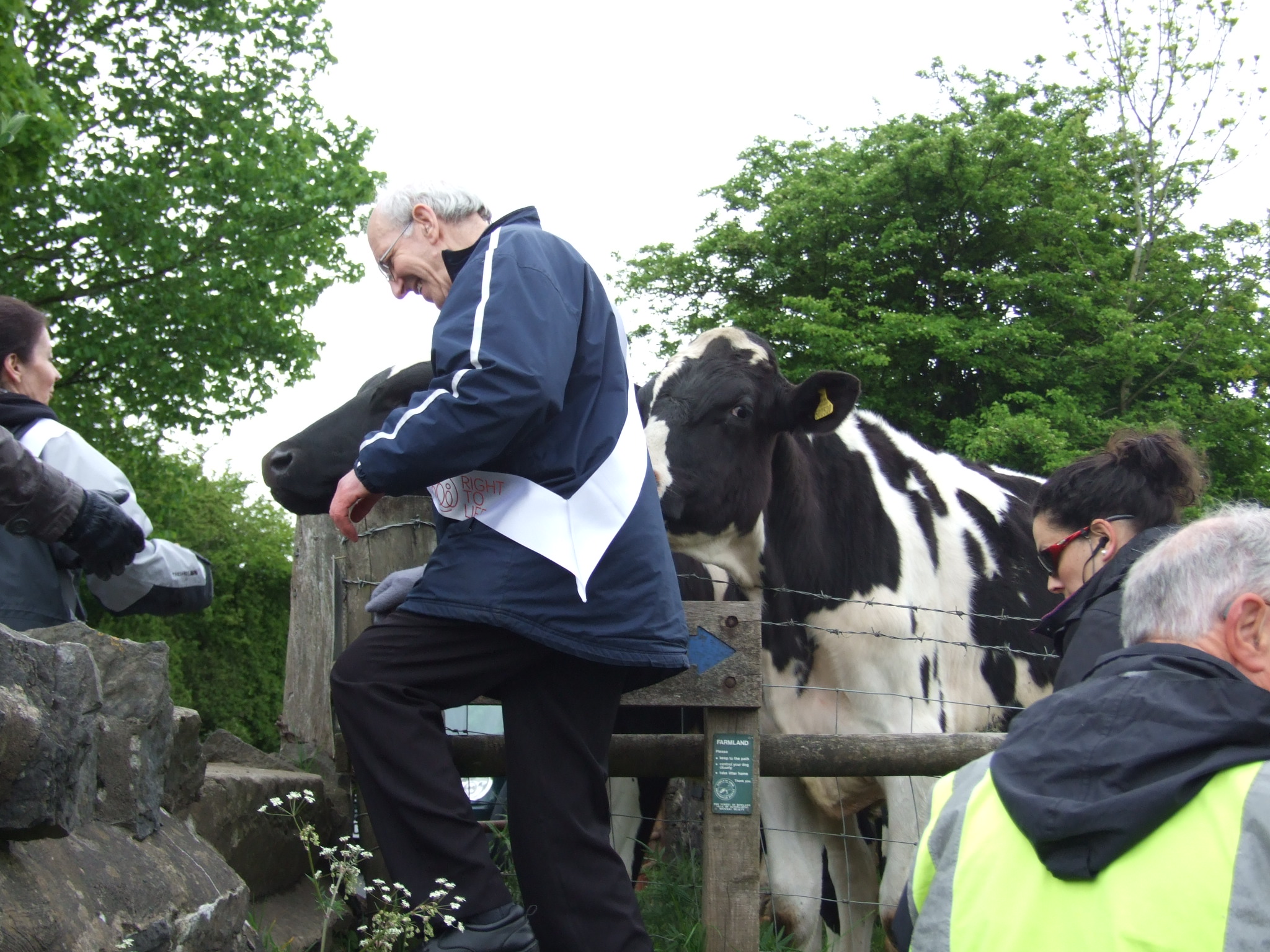 Negotiating some Ribble Valley cows 