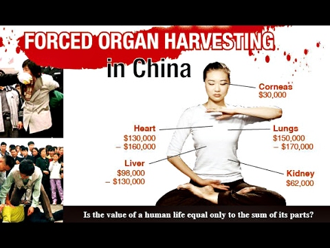organ harvesting 2